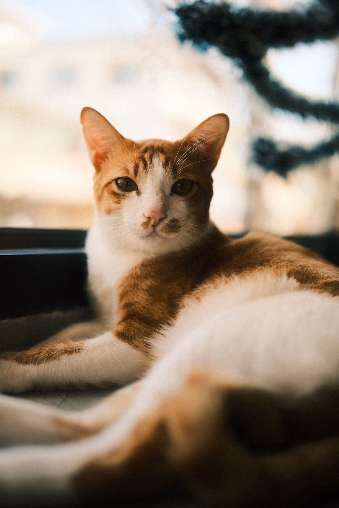 Ginger and white cat lying on a ledge, looking straight at the viewer, blurred legs in the foreground