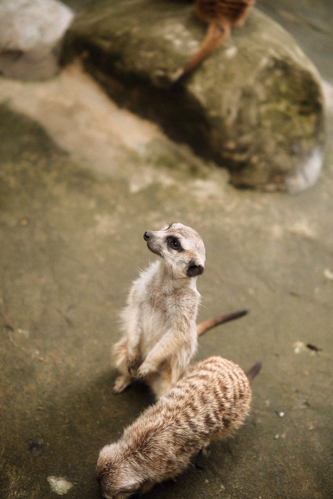 Meerkat standing upright looking up while another sniffs the ground beside a mossy rock