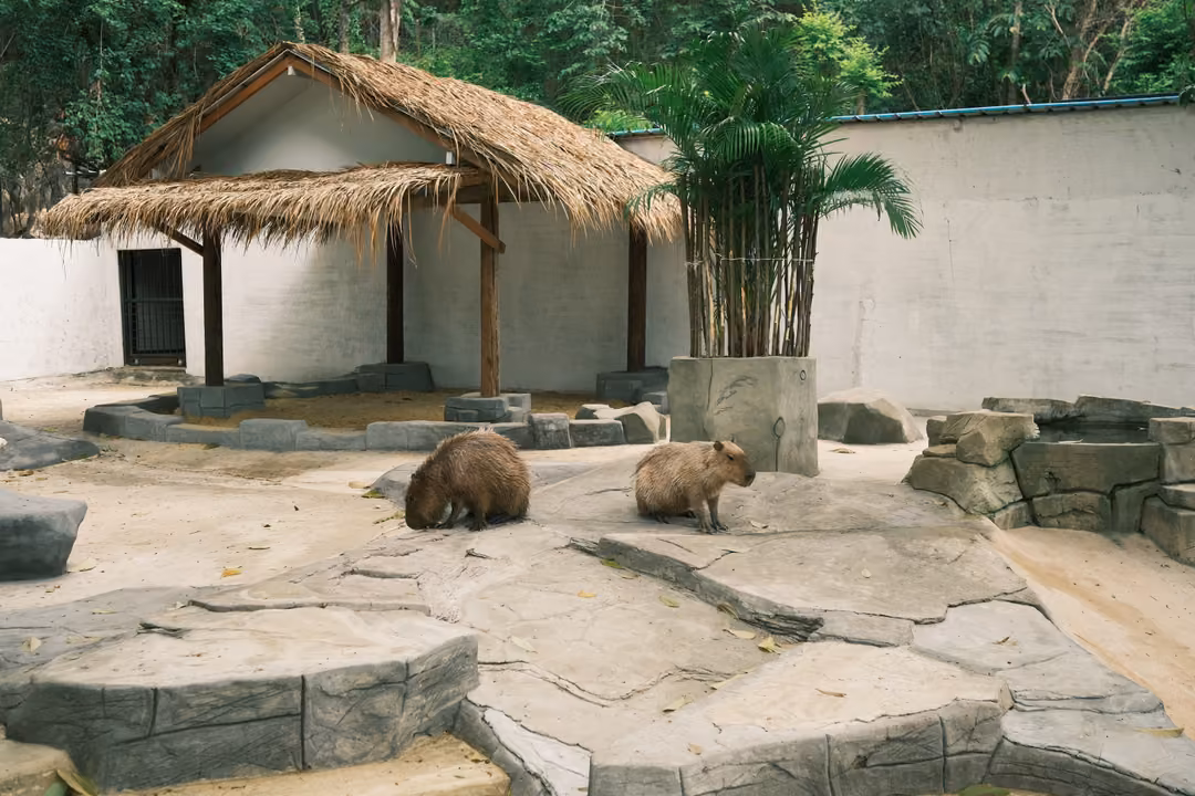 Two capybaras resting on grey artificial rocks near a thatched shelter and a white wall