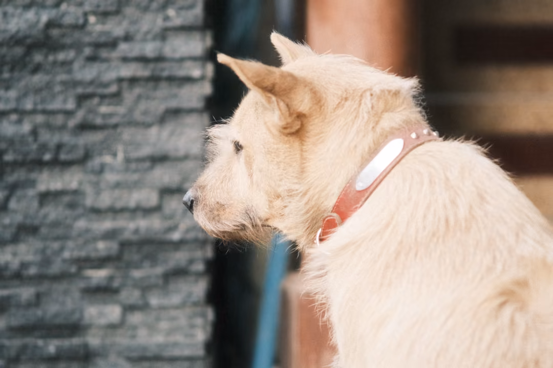 A cream-coloured dog with a red collar and metal tag, seen from behind at an angle, looking out to the left.