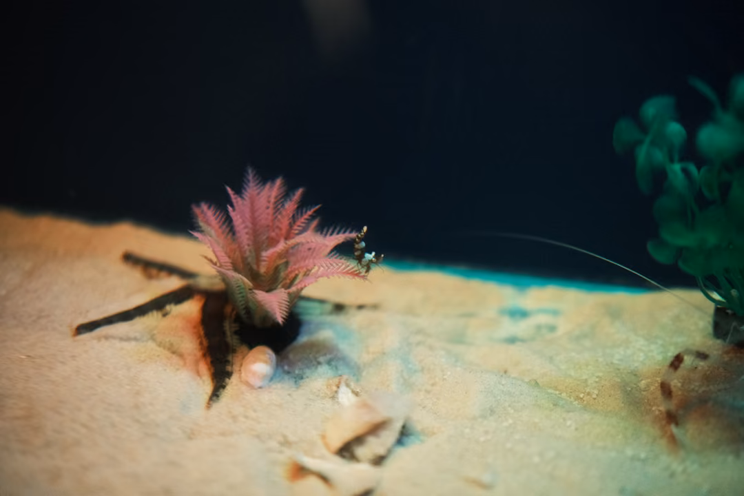 A small banded shrimp near a pink artificial plant on pale sand in a dark tank