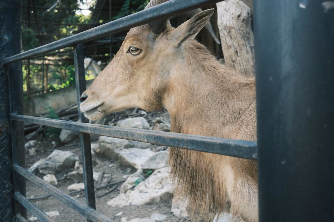 Horned goat in profile behind a metal rail and a dark post, shaggy chest hair, rocks behind
