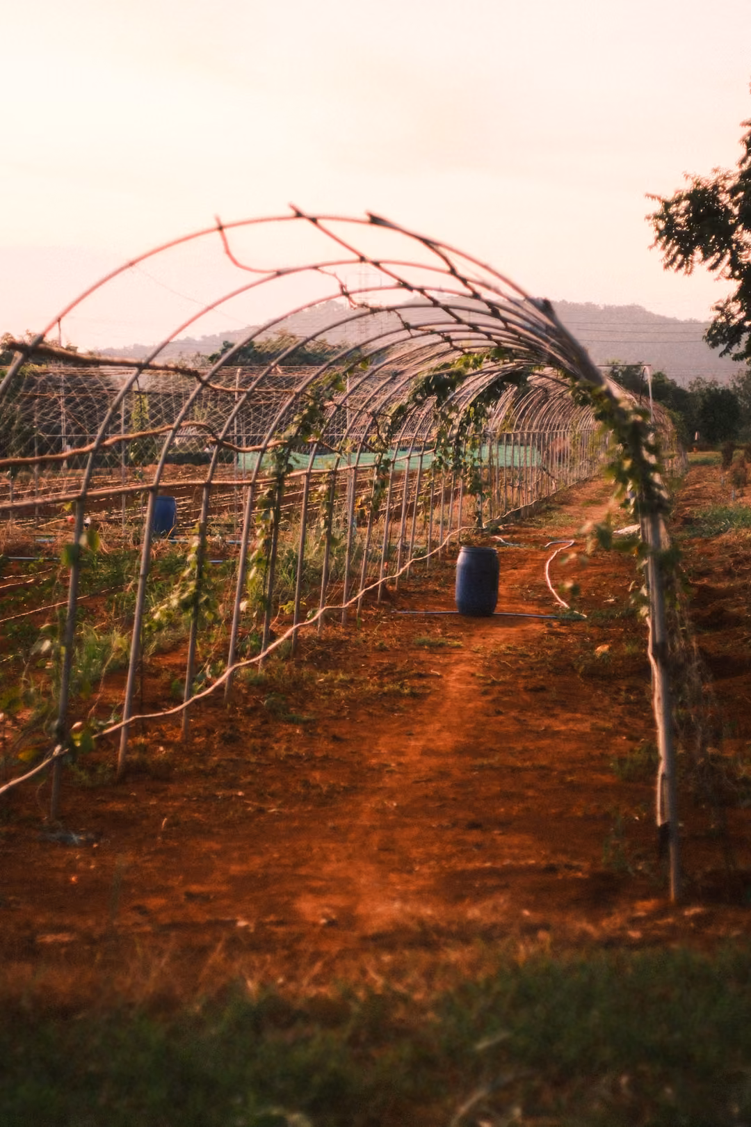 Curved metal trellis arches over a red earth path with blue barrels, vines climbing the frames