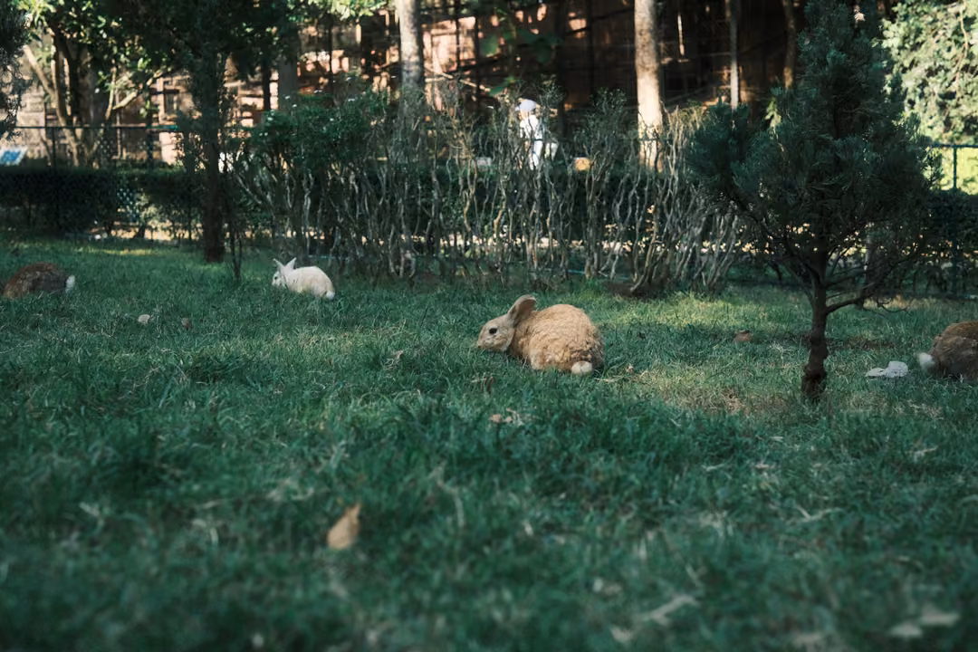 Shaded lawn with a few rabbits grazing near a small conifer, wooden fence and trees in the background