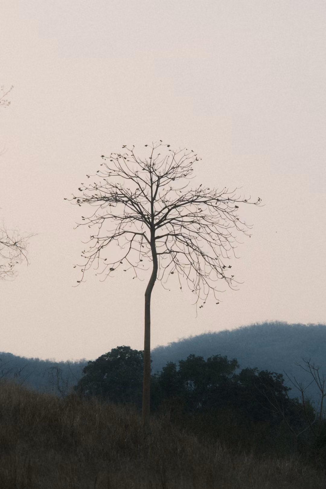 Bare lone tree with a thin trunk silhouetted against a pale pink sky, blue hills and dark trees below