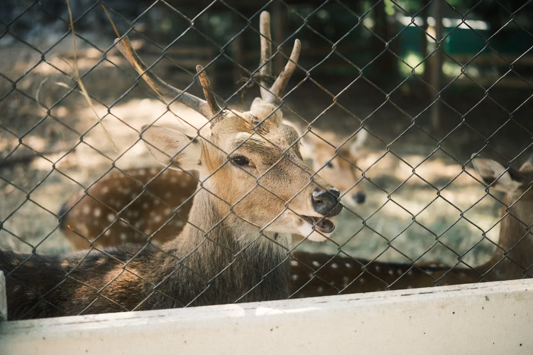 Close view of a deer with antlers behind a chain-link fence, mouth open, spotted deer lying behind