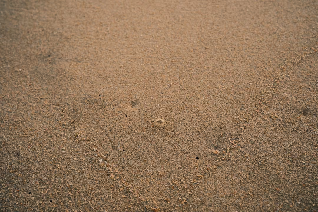 Close-up of coarse golden beach sand with small shells and grains