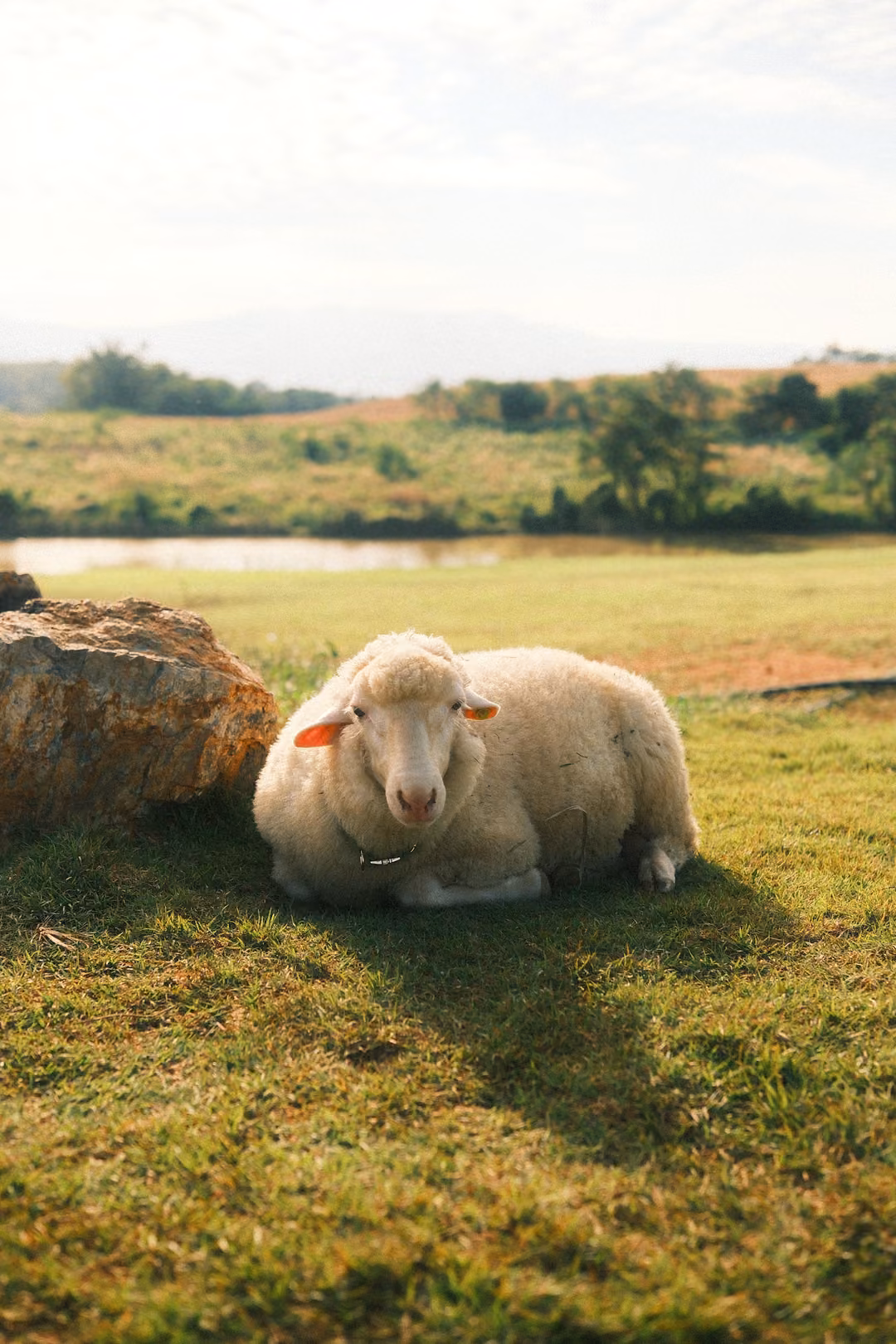 The resting sheep beside the rock again, slightly closer, with the pond glinting behind.
