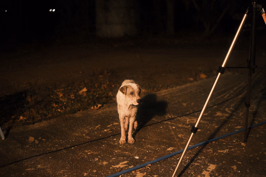 Pale dog standing on a dark path at night beside the leg of a tripod, lit from the side