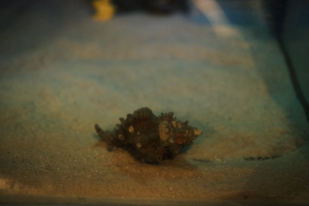 A spiny shell resting alone on pale sand at the bottom of a dim aquarium