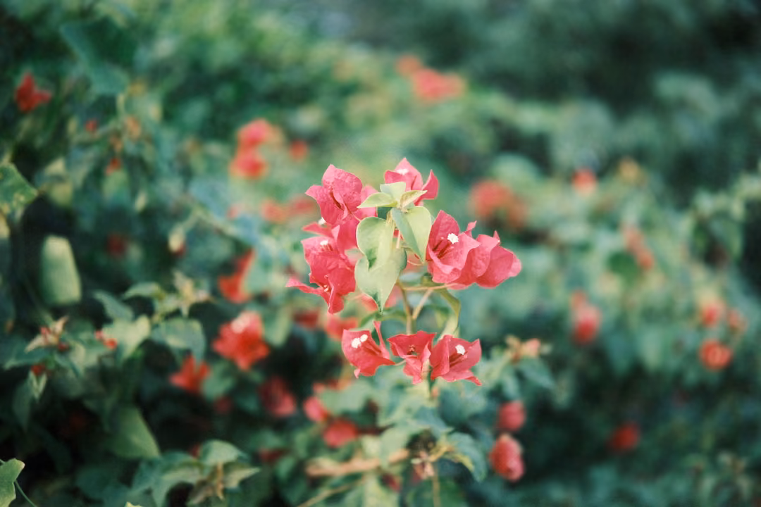 Close-up of pink bougainvillea flowers against a blurred green leafy background