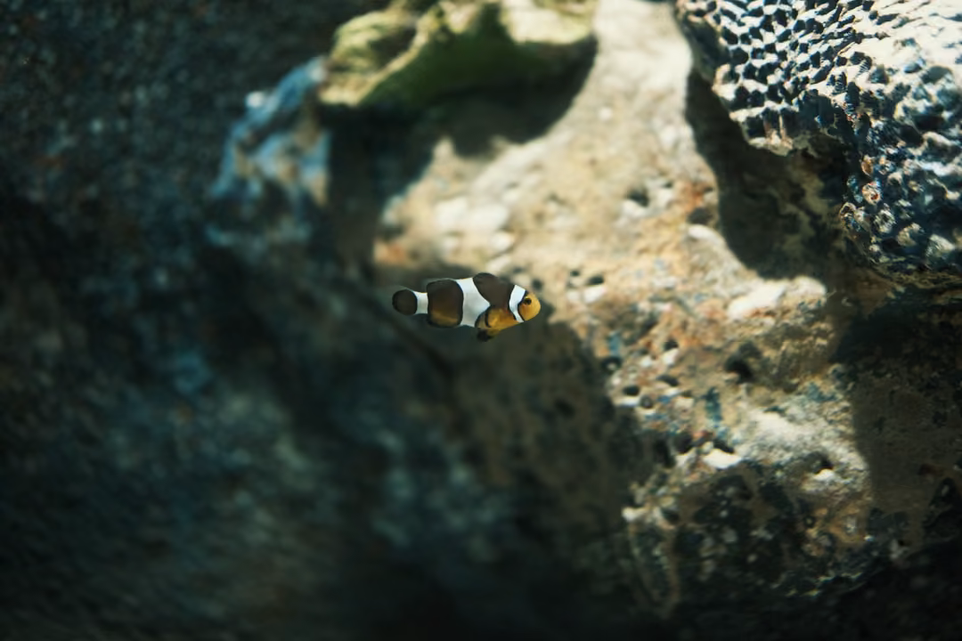 A small orange, black and white striped fish beside a pitted rock in an aquarium