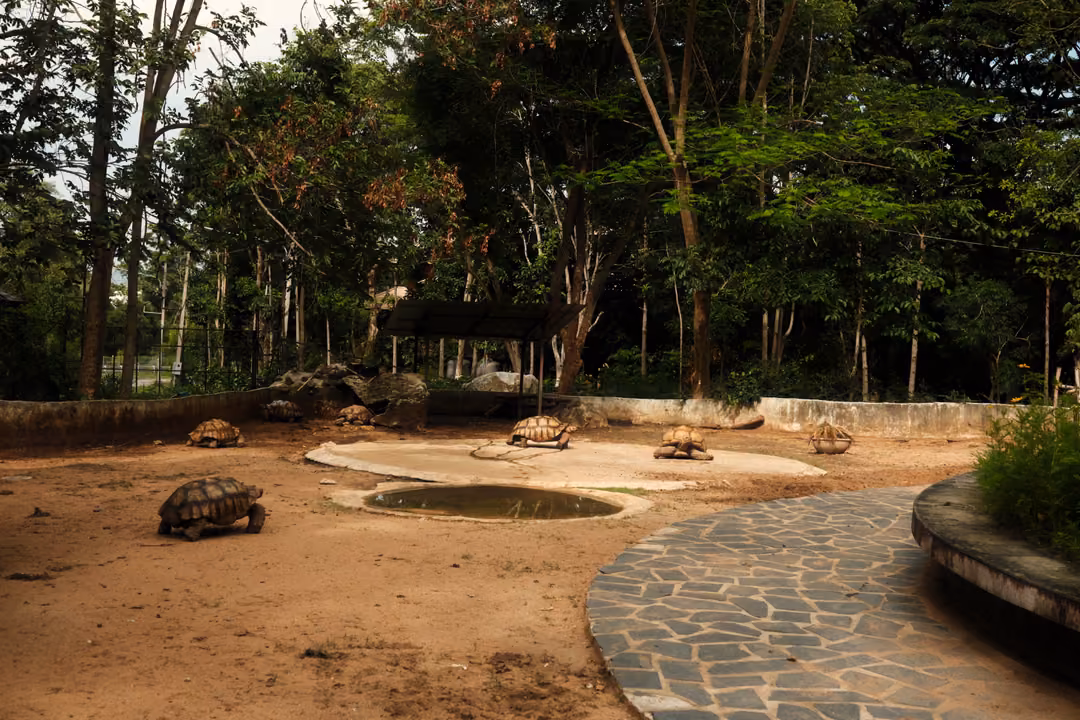 Enclosure with several tortoises on sandy ground around a small round pool, stone path and tall trees