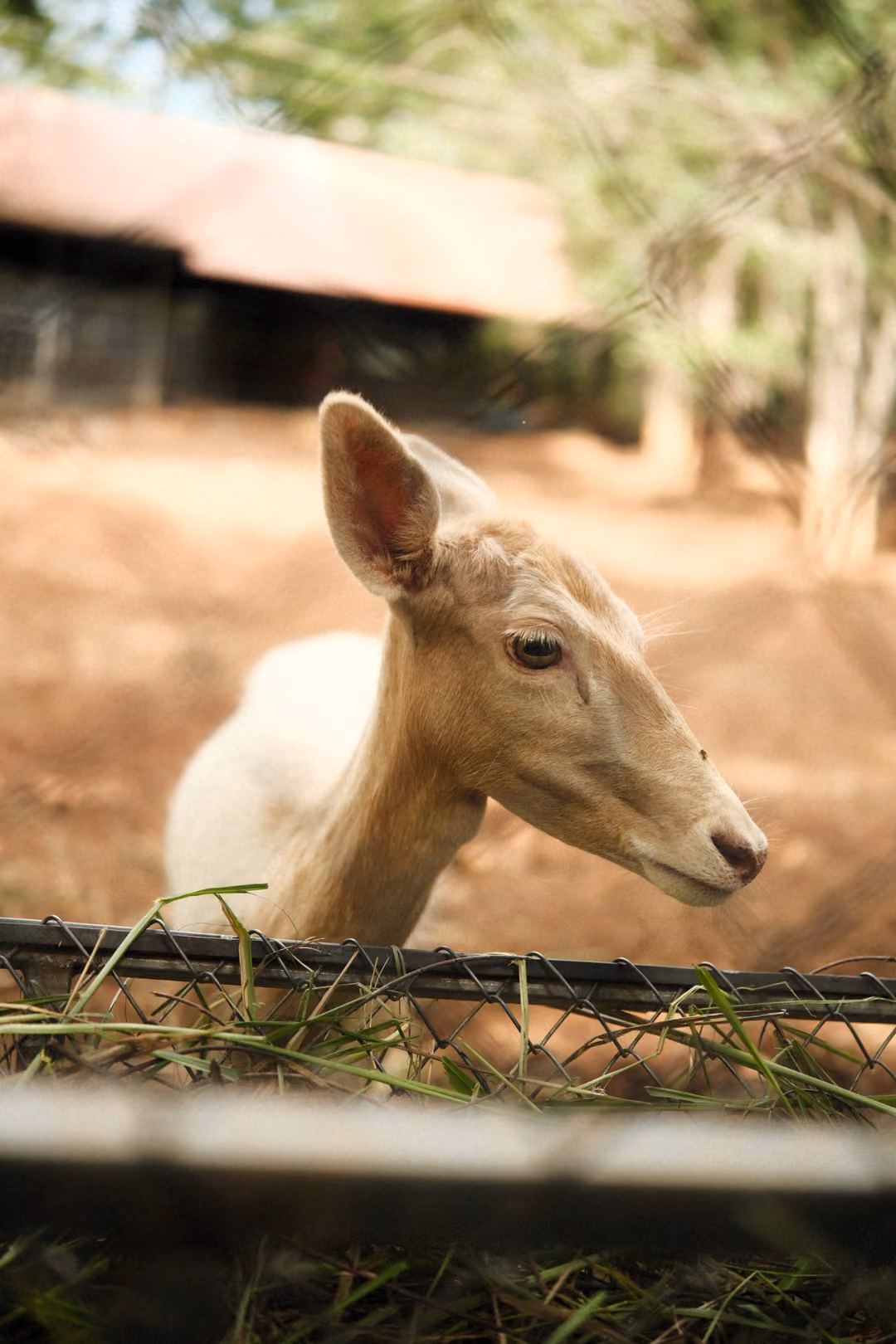 Pale deer leaning over a low wire fence with tufts of grass, a red-roofed shed blurred behind