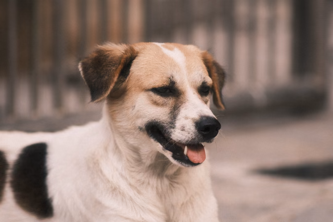 A white dog with brown ears and a black patch, mouth open in a relaxed expression, a fence blurred behind.