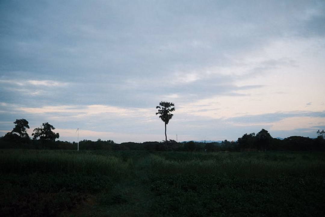 Lone palm tree on the horizon of a dark field under a broad blue-grey evening sky with pink clouds