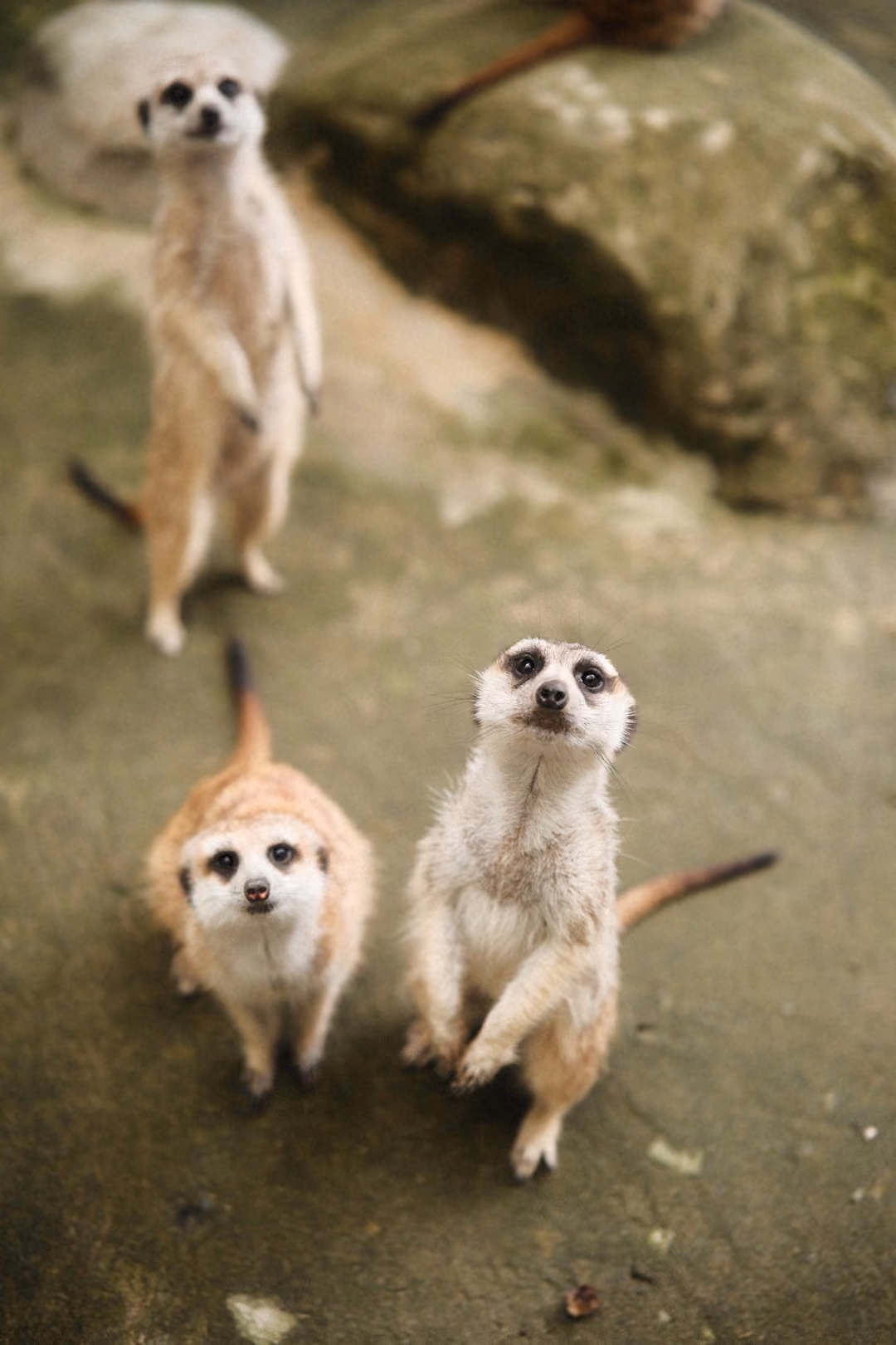 Three meerkats on a concrete floor looking up, one standing upright on its hind legs by a rock
