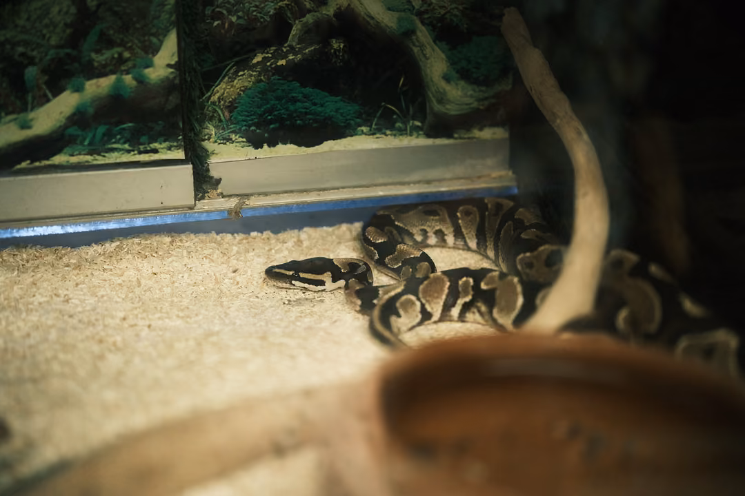 A dark snake with tan markings curled on sand next to a twisted branch and a clay dish