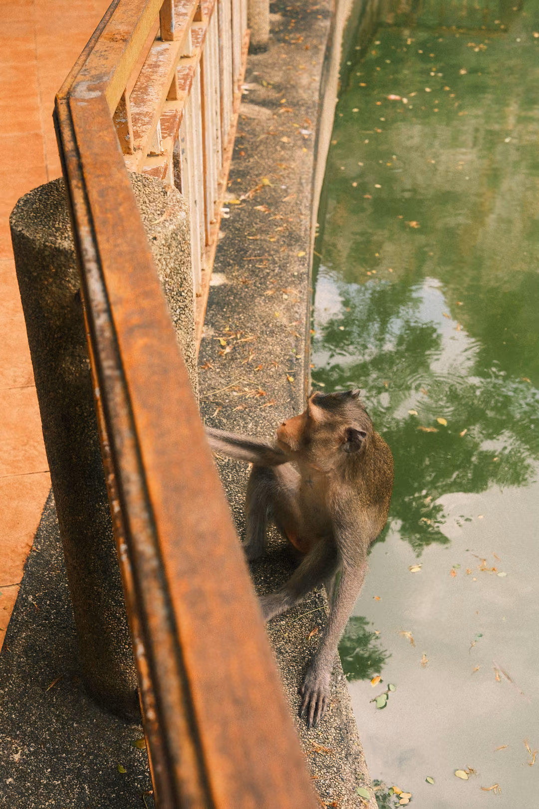 Monkey sitting on a concrete ledge beside a wooden railing, looking out over green water