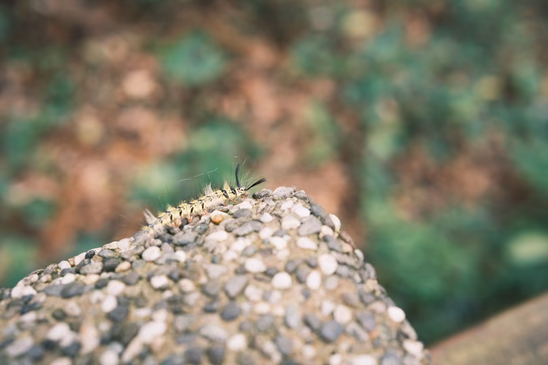 Caterpillar with spiky hairs on a pebbly stone post, closer view with soft green background