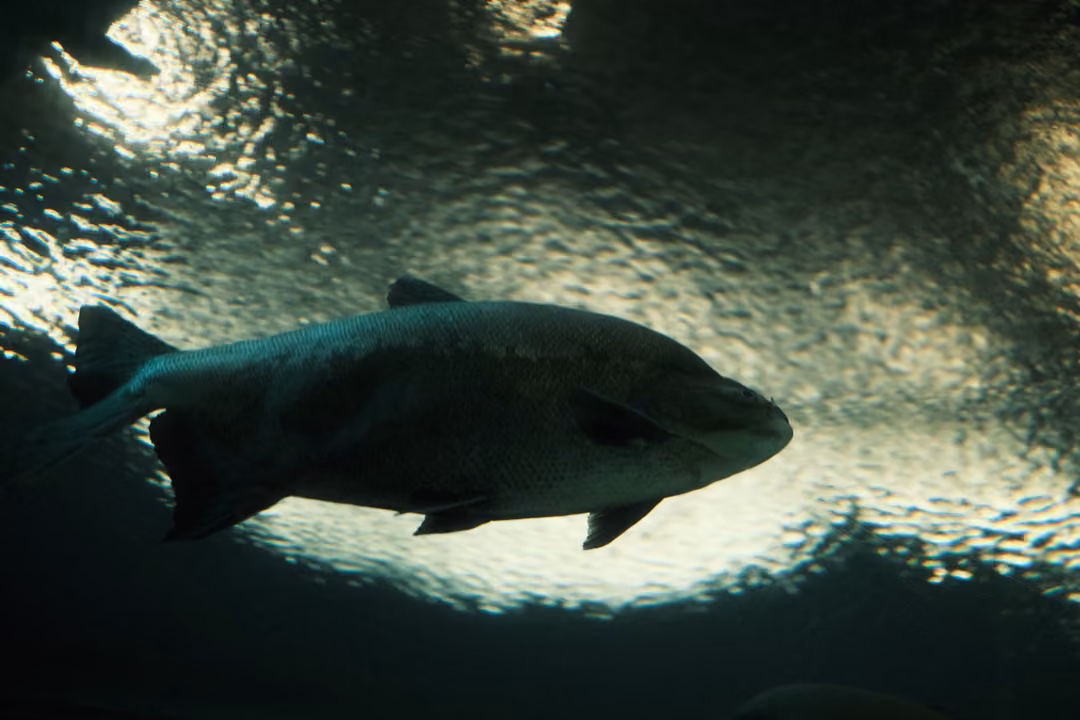 A large fish silhouetted from below against a bright, rippling water surface