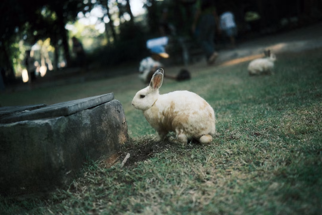 Cream rabbit standing beside an old stone trough on a grassy slope, people and rabbits blurred behind