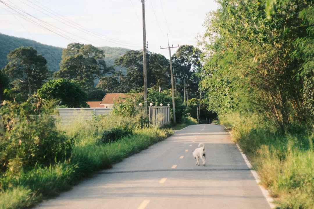 White dog trotting down the middle of a rural road with dashed yellow lines, green hills behind
