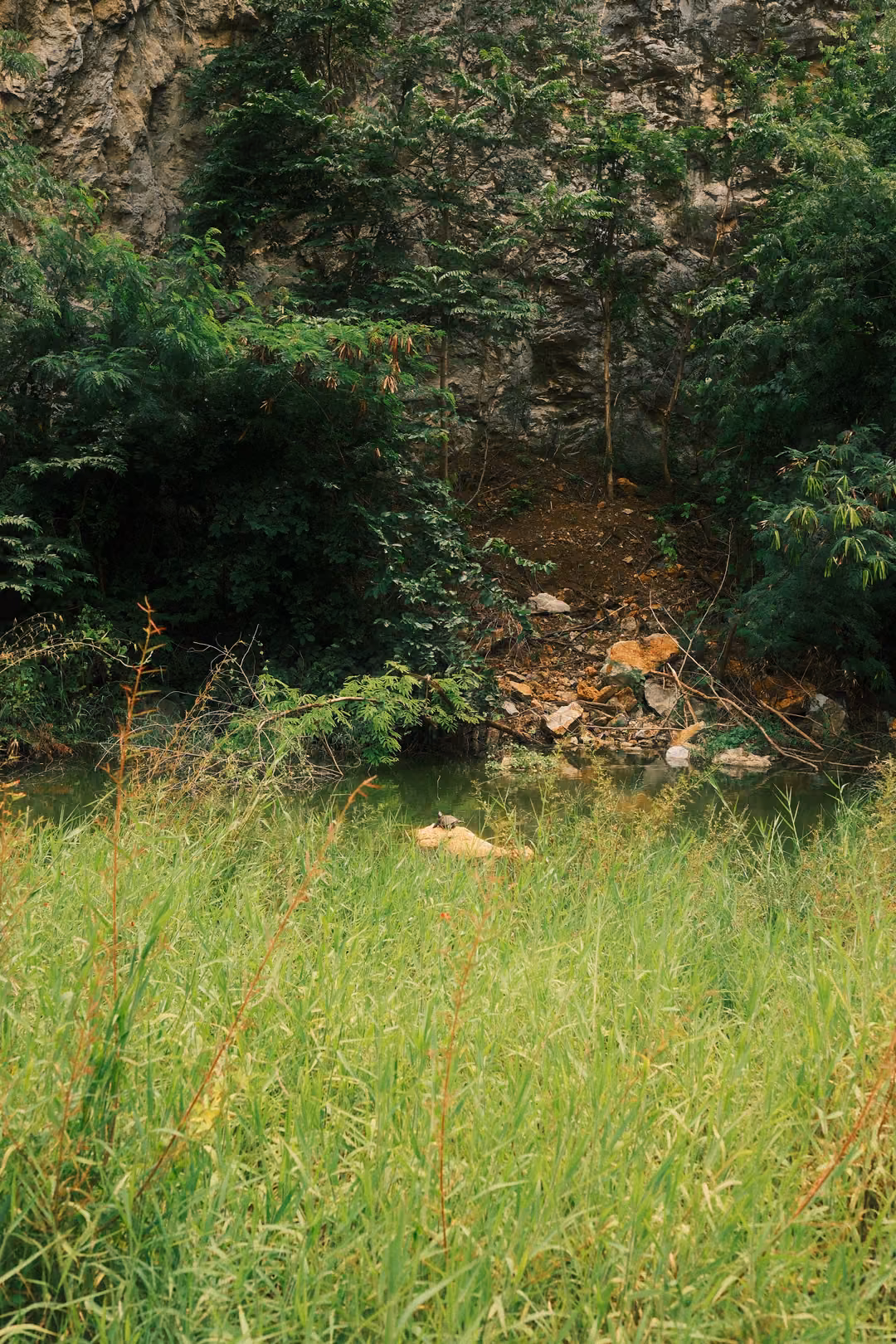 Overgrown base of a rock face with shrubs, scattered rubble and bright tall grass in the foreground
