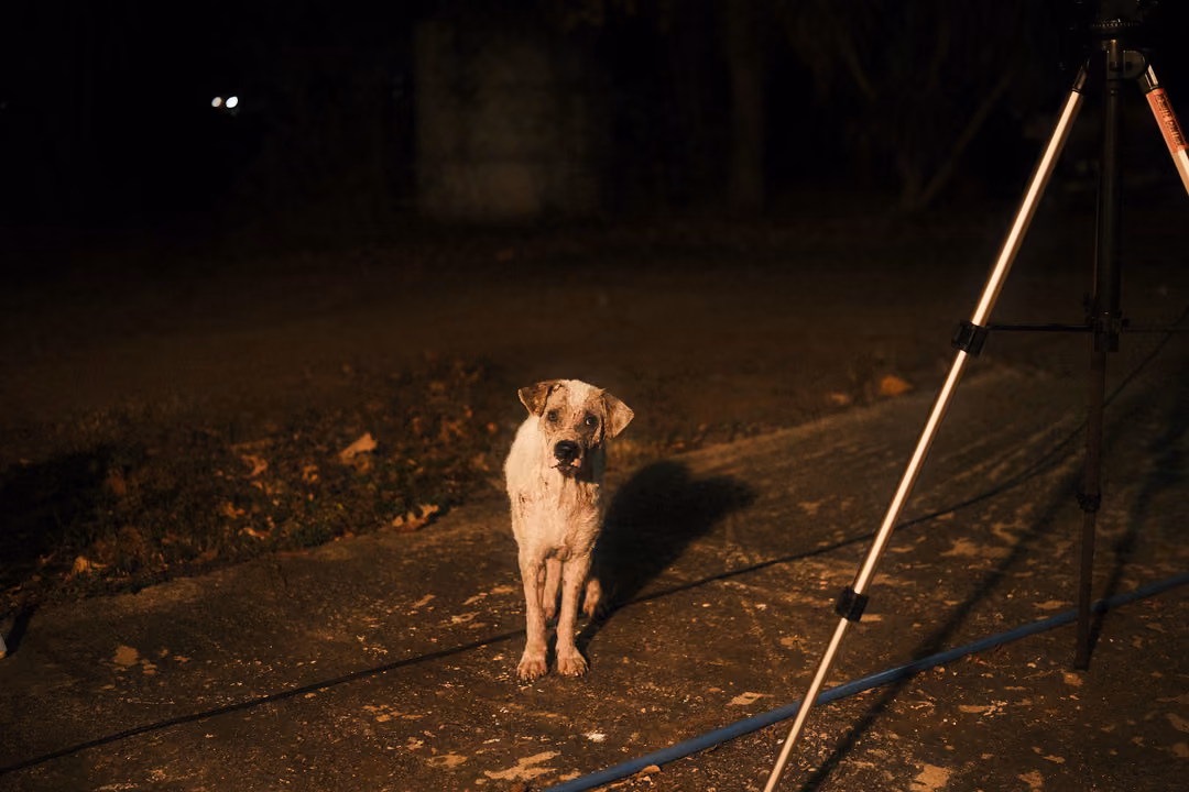 Pale dog standing at night with its head tilted, beside a tripod leg on a dark dirt path